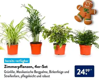 Aldi Süd Zimmerpflanzen, 4er Set Angebot