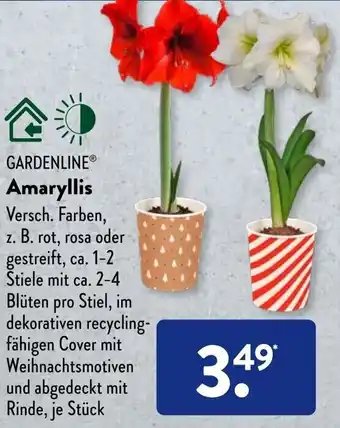 Aldi Süd Gardenline Amaryllis Angebot