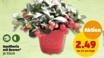 PENNY Gaultheria mit Beeren 12 cm Topf Angebot