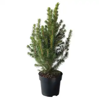 IKEA Picea glauca conica pflanze zuckerhutfichte Angebot