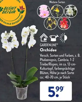 Aldi Süd Gardenline Orchidee Angebot
