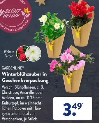 Aldi Süd Gardenline Winterblühzauber in Geschenkverpackung Angebot