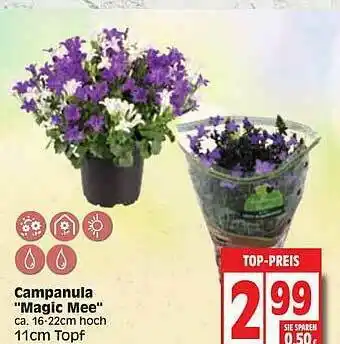 Edeka Campanula ”magic Mee” Angebot