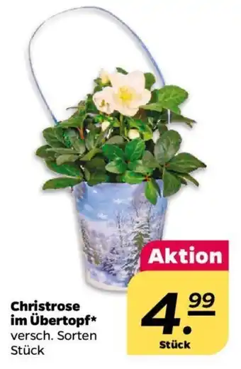 NETTO Christrose im Übertopf Angebot