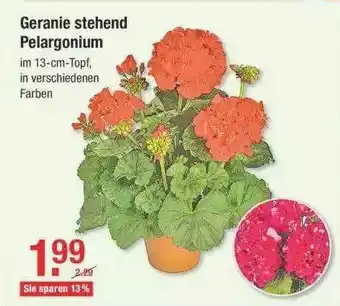 V Baumarkt Geranie Stehend Pelargonium Angebot