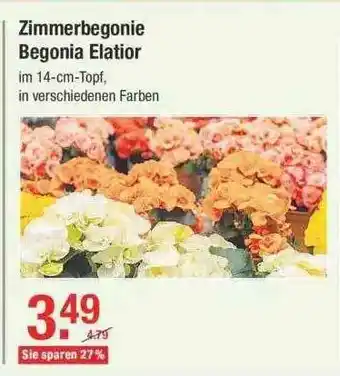 V Baumarkt Zimmerbegonie Begonia Elatior Angebot