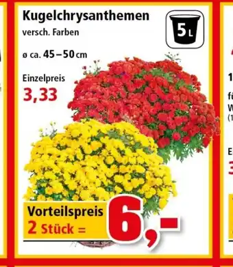 Thomas Philipps Kugelchrysanthemen Angebot