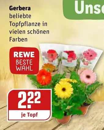 REWE Gerbera Angebot