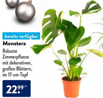 Aldi Nord Monstera Angebot