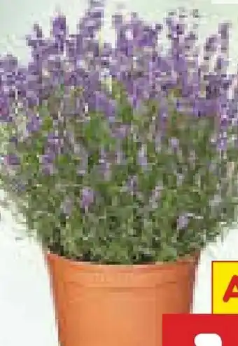 Netto Marken-Discount Lavendel Angebot