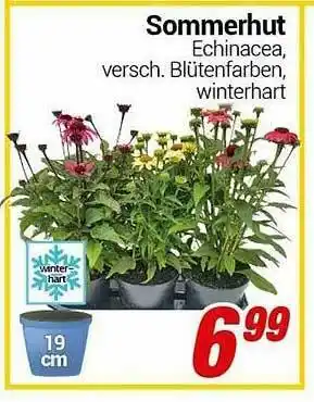 CENTERSHOP Sommerhut Angebot