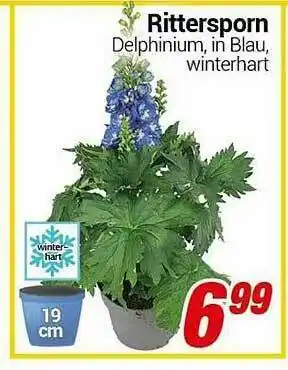 CENTERSHOP Rittersporn Angebot