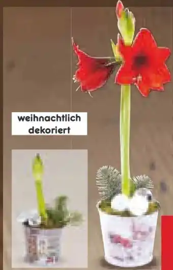 Netto Marken-Discount Amaryllis Angebot