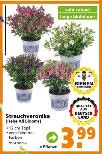 Globus Baumarkt Strauchveronika Angebot