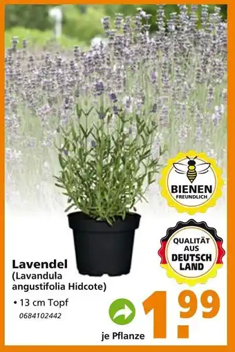 Globus Baumarkt Lavendel Angebot