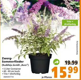 Globus Baumarkt Zwerg Sommerflieder Angebot