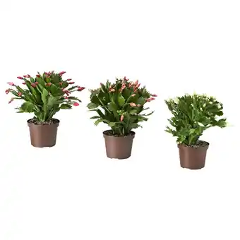 IKEA Schlumbergera pflanze weihnachtskaktus Angebot