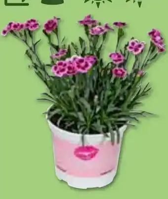 Aldi Nord Dianthus Pink Kisses Angebot