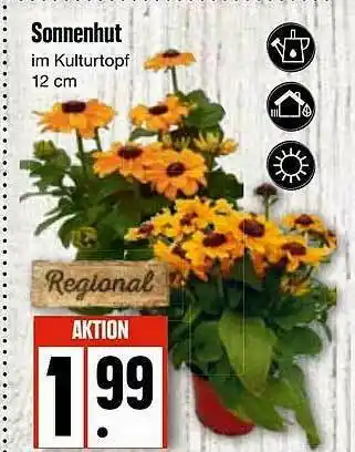 Edeka Sonnenhut Angebot