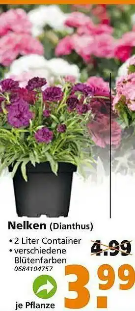 Globus Baumarkt Nelken (dianthus) Angebot