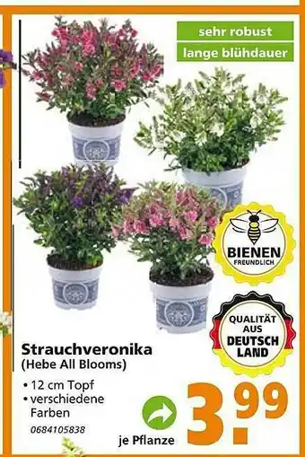 Globus Baumarkt Strauchveronika (hebe All Blooms) Angebot