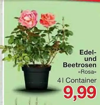 Jawoll Edel- Und Beetrosen Angebot