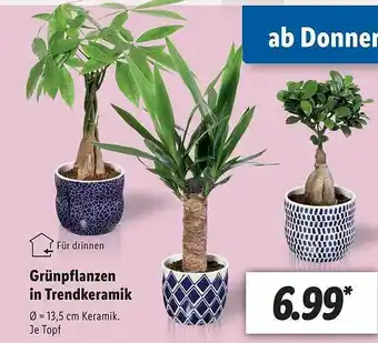 Lidl Grünpflanzen In Trendkeramik Angebot