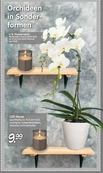 Blumen Risse Z. b. phalaenopsis oder led-kerze Angebot