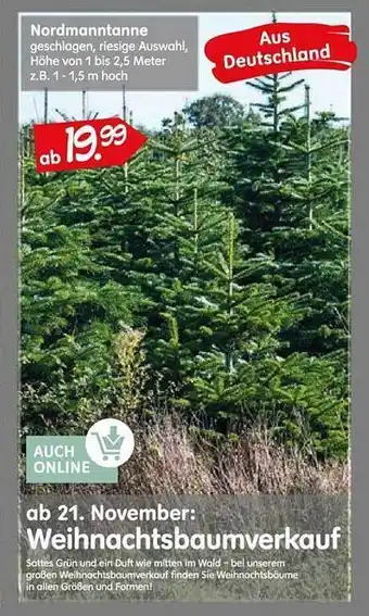 Blumen Risse Nordmanntanne Angebot