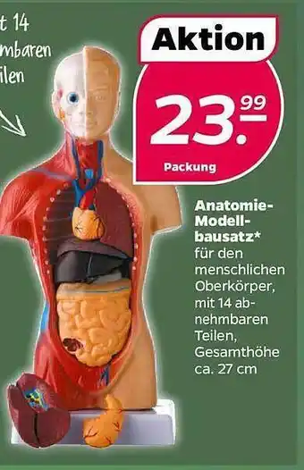 NETTO Anatomia modell bausatz Angebot