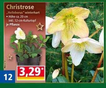 Norma Christrose helleborus winterhart Angebot