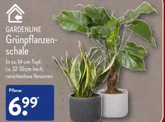 Aldi Nord Gardenline Grünpflanzenschale Angebot