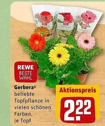 REWE Gerbera Angebot