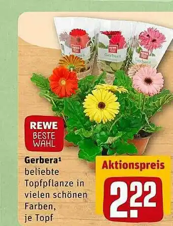 REWE Kaufpark Rewe Beste Wahl Gerbera¹ Angebot