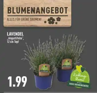 Marktkauf Lavendel „angustifolia” Angebot