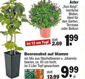 Repo Markt Aster Angebot