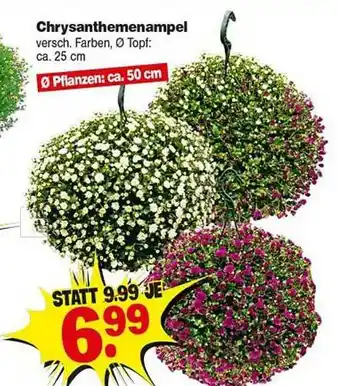 Repo Markt Chrysanthemenampel Angebot