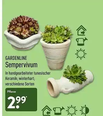 Aldi Nord Gardenline Sempervivum Angebot