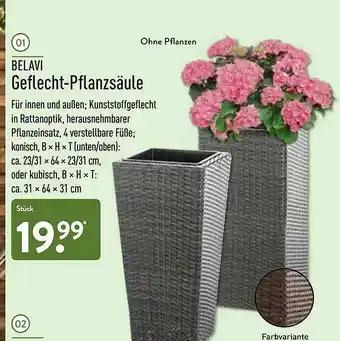 Aldi Nord Belavi Geflecht-pflanzsäule Angebot