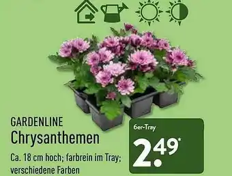 Aldi Nord Gardenline Chrysanthemen Angebot