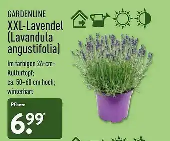 Aldi Nord Gardenline XXL-lavendel (lavandula Angustifolia) Angebot