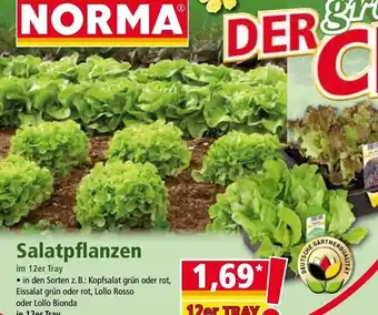 Norma Salatpflanzen Angebot