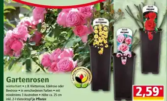 Norma Gartenrosen Angebot