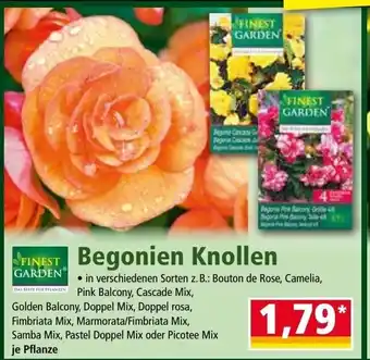 Norma Finest Garden Begonien Knollen Angebot