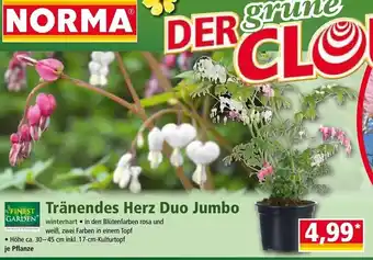 Norma Tränendes Herz Duo Jumbo Angebot