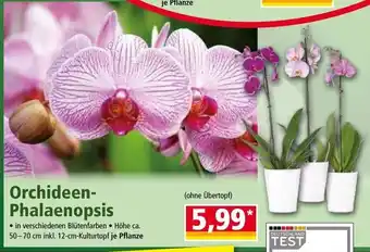 Norma Orchideen Phalaenopsis Angebot