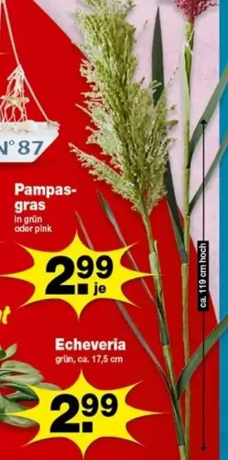 Krümet Sonderposten Pampasgras Angebot