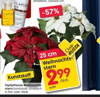 Rusta Topfpflanze Weihnachtsstern Angebot