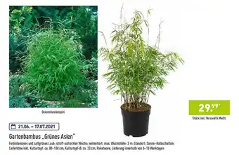 Aldi Nord Gartenbambus „grünes Asien” Angebot