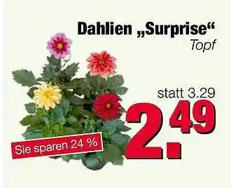 Edeka Scherer Dahlien „surprise” Angebot